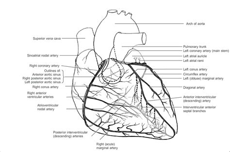 Coronary Arteries Download Scientific Diagram