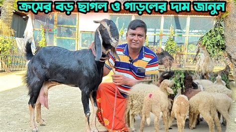 বড় ক্রস ছাগল ও Sirohi গুজরী ছাগলের দাম জানুন। দুধের ছাগল। ৪ মাস বয়সের গাড়লের দাম জানুন। Goat