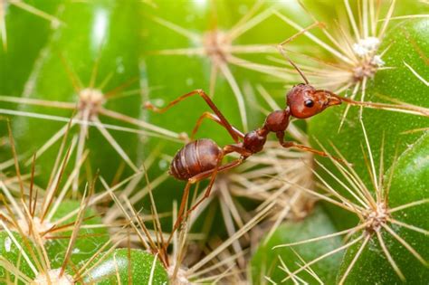 Las Hormigas Rojas Que Caminan Sobre El Cactus Están Rodeadas De Espinas Foto Premium