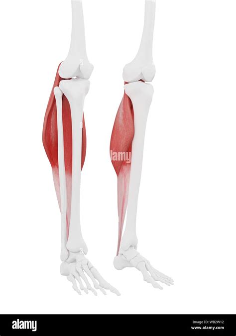 Gastrocnemius muscle, computer illustration Stock Photo - Alamy