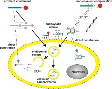 Principles Of Peptide Based Nucleic Acid Delivery Syste Open I