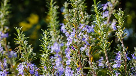 How And When To Prune A Rosemary Bush