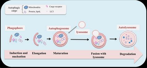 Schematic View Of Autophagosome Formation And Maturation In Mammals