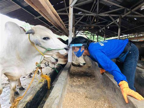 Jual Qurban Pelosok Negeri Tipe D Di Seller Human Initiative Curug