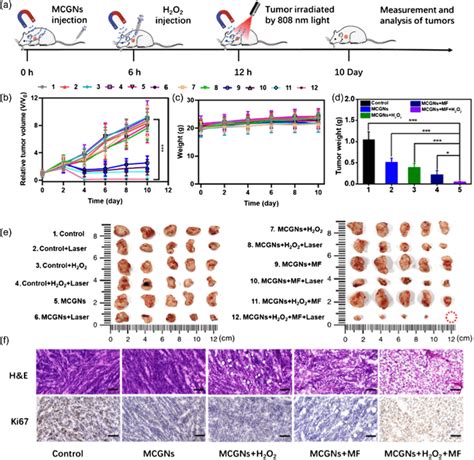 A Scheme Of The Treatment Timeline For In Vivo Mouse Model With