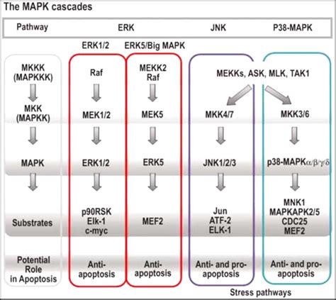 Figure 1 From Defining The Mechanism Of Methuosis A Non Apoptotic Cell