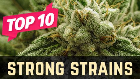 Top 10 Strongest Weed Strains Stellar Seeds