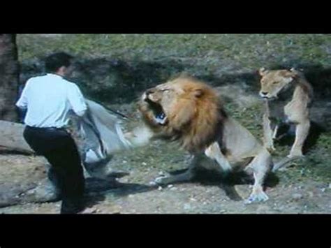 Fatal Lion Attack! - YouTube