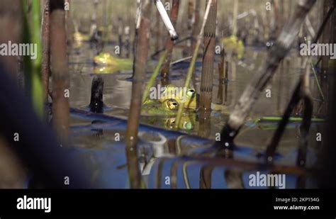 Pool Frog Rana Lessonae Or Pelophylax Lessonae Blinking Eyes In A