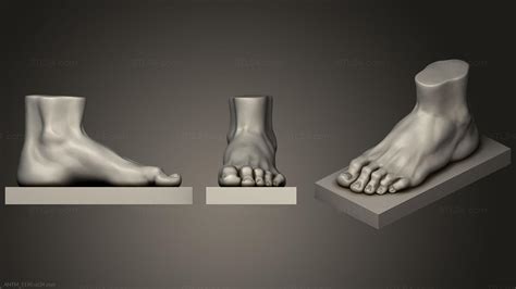 Foot Reference 3d