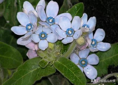 十種象徵天空藍的花草帶你徜徉在寬廣無比的藍色花海中醉了 每日頭條