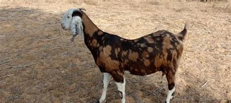 Sirohi Female Goat At Rs 285 Kg Sirohi Goats In Pushkar ID