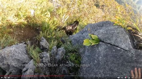 クマが上から飛んでくる衝撃動画「登山中に熊に襲われた」 現場の真相を取材 Peaks