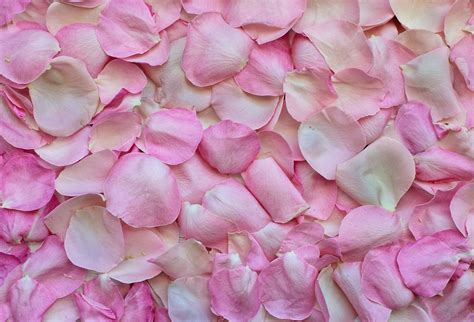 Wallpaper Of Rose Petals