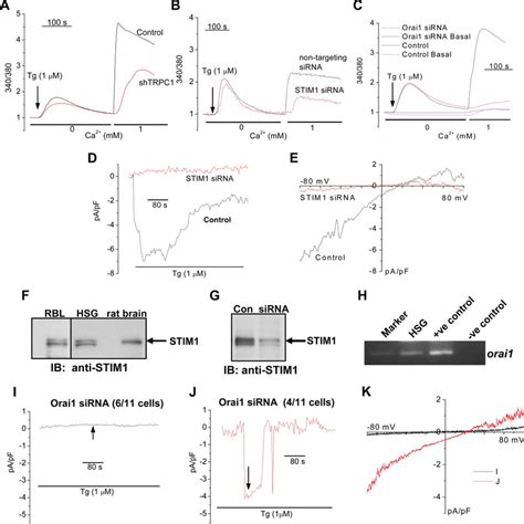 Effect Of Knockdown Of Trpc Orai Or Stim On Soc Channel Function