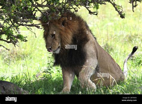 A lion with a big brown mane in the shade of a bush licks its mouth ...