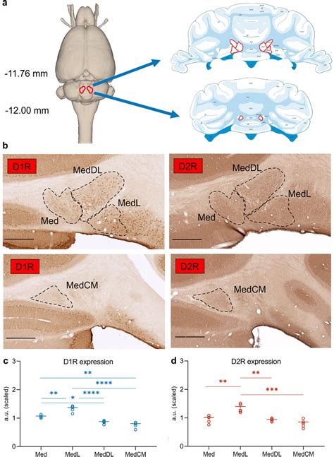 D R And D R Protein Expression In The Rat Fastigial Nucleus Fn A