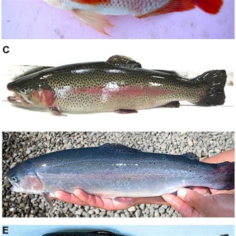 Examples Of Commercial Fish Strains With Improved Skin Pigmentation And