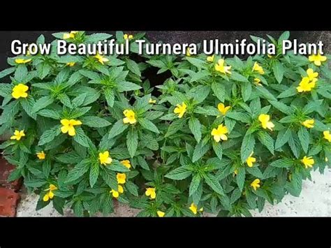 How To Grow Turnera Ulmifolia Regular Flowering Plant Cuban