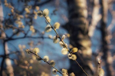 Premium Photo Pussy Willow Blooming In Springtime