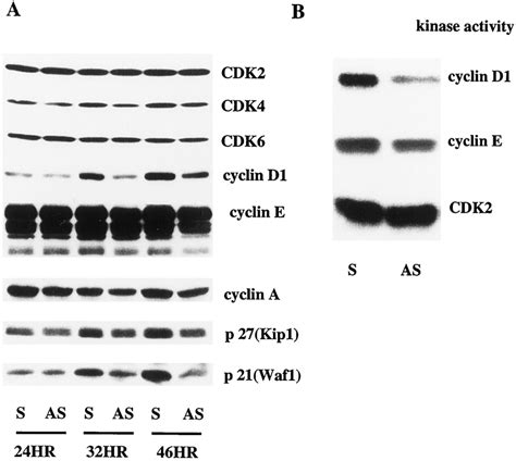 A Effects Of As Rb On The Expression Of Cyclins Cdks And Ckis Download Scientific Diagram