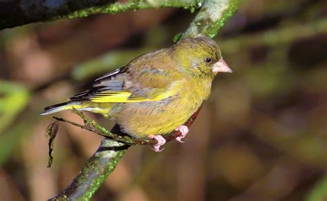 Greenfinch Martin Mere John Livesley Flickr