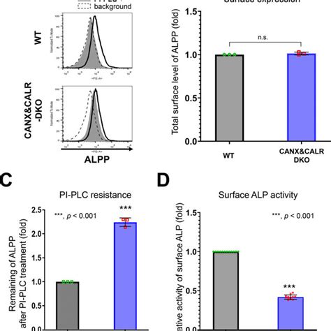 N Glycan Dependent Calnexin Calreticulin Cycle Mediates The Efficient