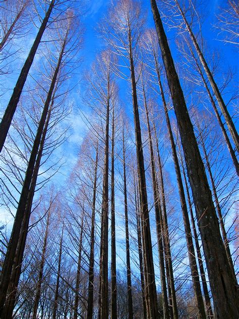 Trees Reaching The Blue Sky Stanley Zimny Thank You For 67 Million