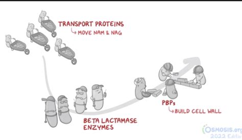 Topic Carbapenems Monobactams Beta Lactamase Inhibitors