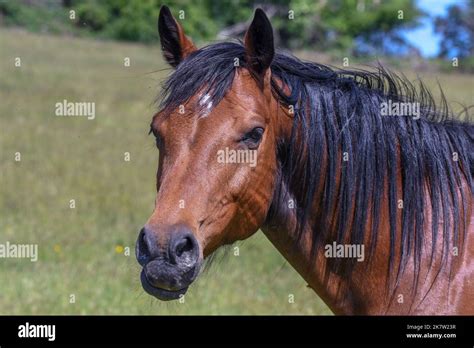 French Trotter Horse Stock Photo Alamy