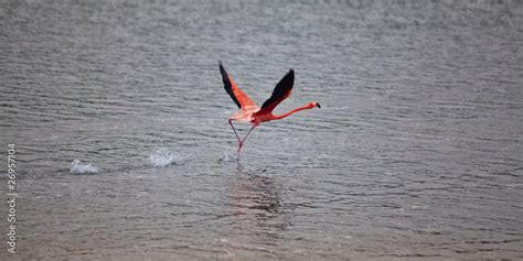 Flamingo Right Before Takeoff At Lake Gotomeer Bonaire Stock Photo