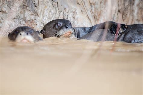 Premium Photo | Giant river otter in the nature habitat