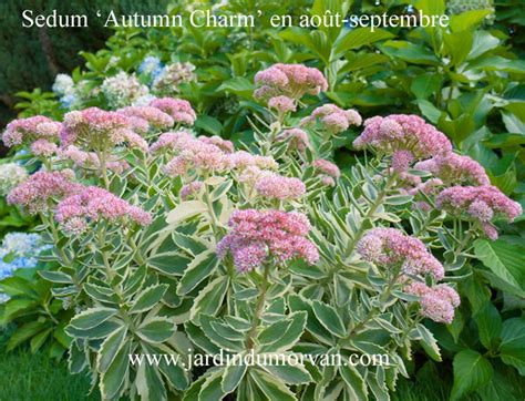 Sedum Autumn Charm Une Plante Vivace Du Jardin Du Morvan La