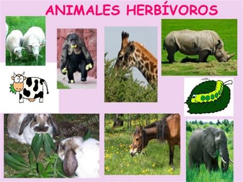 Animales Herbívoros Ejemplos Y CaracterÍsticas