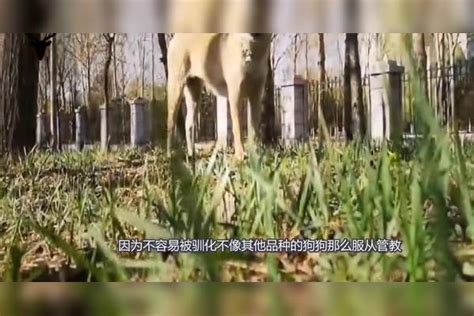 为什么军犬不选用中华田园犬，可不是因为笨，原因让人哭笑不得！ 田园 中华 因为