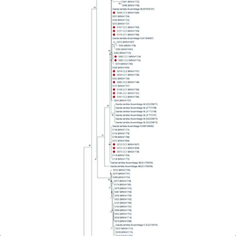 Phylogenetic Tree Of The Giardia Lamblia Isolates Collected From Download Scientific Diagram