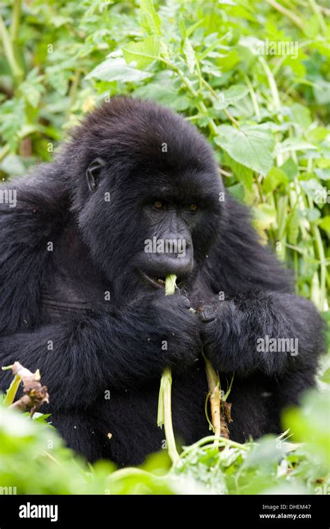 Mountain Gorilla Gorilla Gorilla Beringei Kongo Rwanda Africa