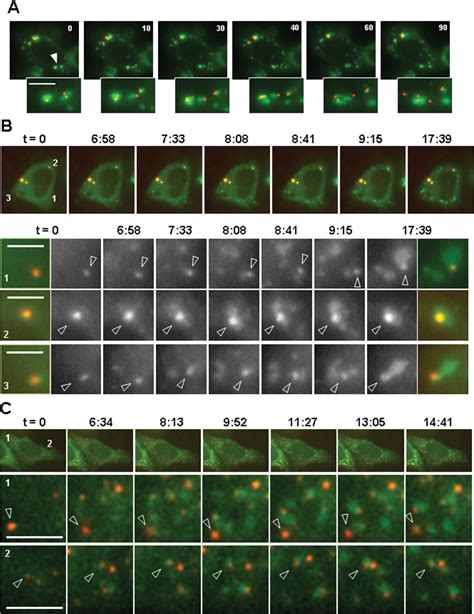 Translationally Repressed Mrna Transiently Cycles Through Stress