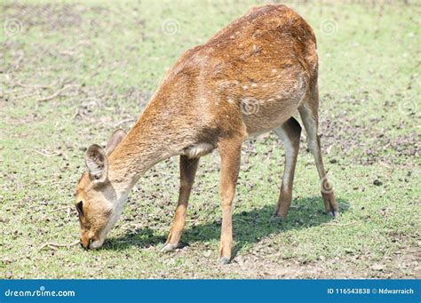 A Deer Is Grazing Stock Photo Image Of Hunting Conservation 116543838