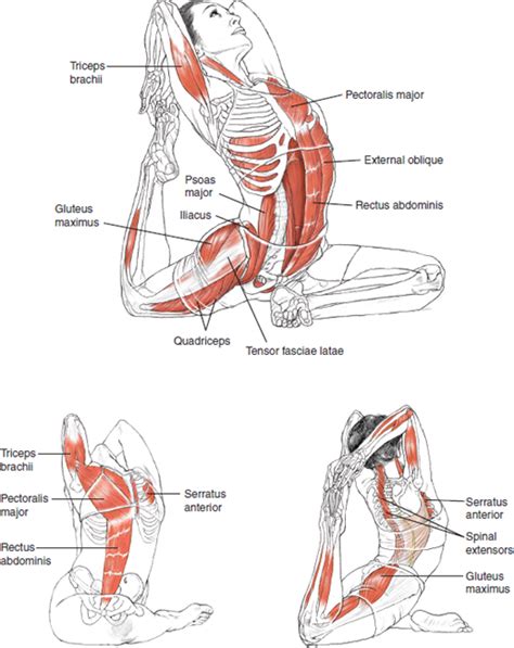 Paschimottanasana Muscles Used - yoga for strength and health from within