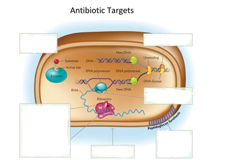 Antibiotic Targets Diagram Diagram Quizlet