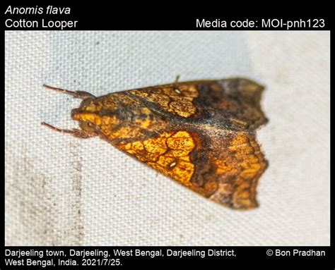 Anomis Flava Fabricius 1775 Cotton Looper Moths