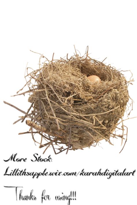 Free Nest PNG Transparent Images, Download Free Nest PNG Transparent ...