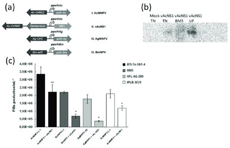 A Schematic Representation Showing The Polyhedrin Polh Locus Of Download Scientific Diagram