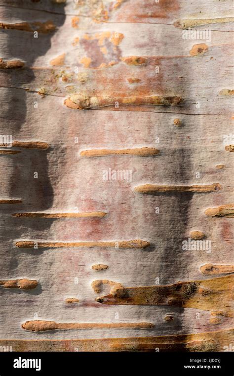 Detail Of Cork Cambium And Lenticels In Surface Of Birch Tree With