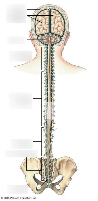 Anatomy of CNS Diagram | Quizlet