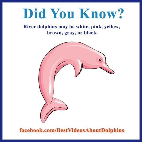 Pink River Dolphin Facts For Kids – Kids Matttroy