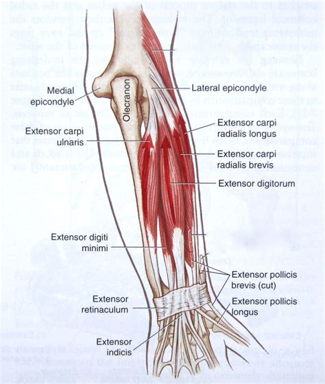 12 best Anatomy of Wrist images on Pinterest | Wrist anatomy, Physical therapy and Occupational ...