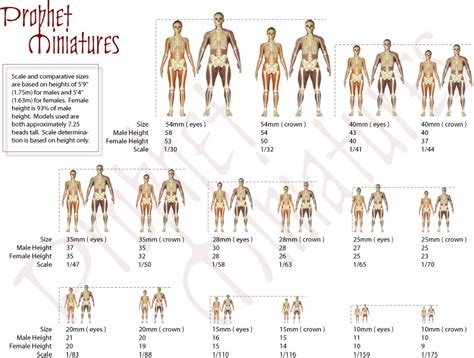 Iron Mammoths Studio Figure Sculpting Scale Size And Proportion