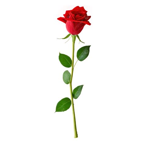 Scarlet Rose Display Png Vector Psd And Clipart With Transparent